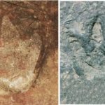 Matching dinosaur footprints found in Africa and South America